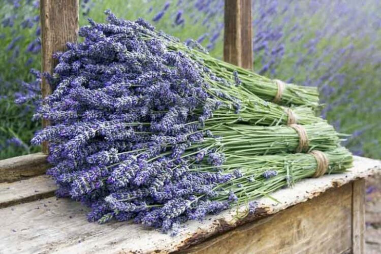تصویری از دسته های گیاه لاوندر