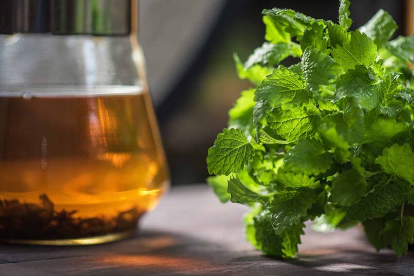 تصویری از گیاه تازه Melissa officinalis و قوری دم کده که حاوی گیاه Melissa officinalis است