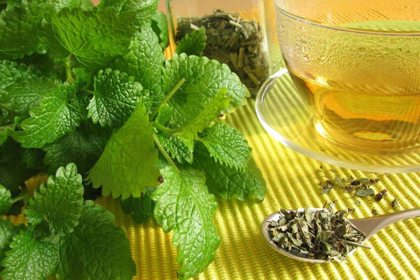 تصویری از گیاه خشک شده Melissa officinalis در سک قاشق