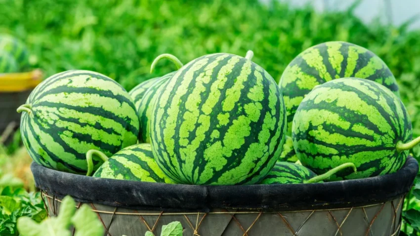 تصویری از تعداد زیادی هندوانه سبز